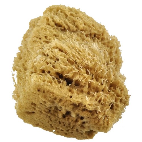 R2096 Jumbo Wool Sponge 
