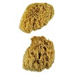 R2097 2 Piece Large Wool Sponge Set 